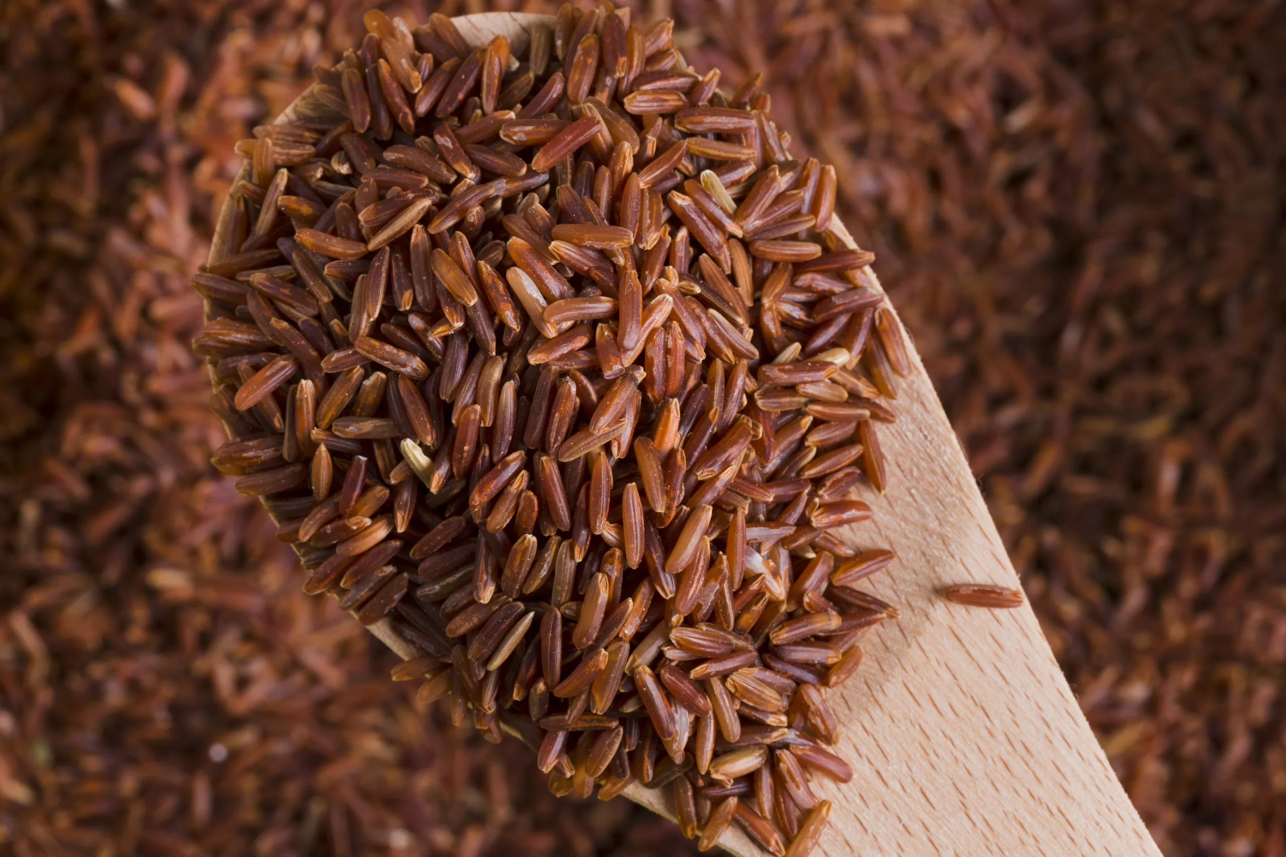 Levure de riz rouge : avantages, origines, propriétés et dosage -  Therascience